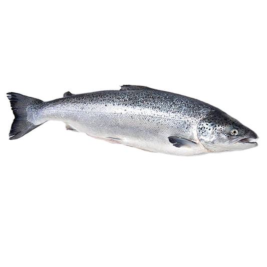 Whole Salmon 2-4Lb