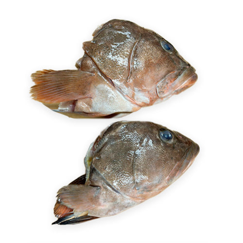 Grouper Head 