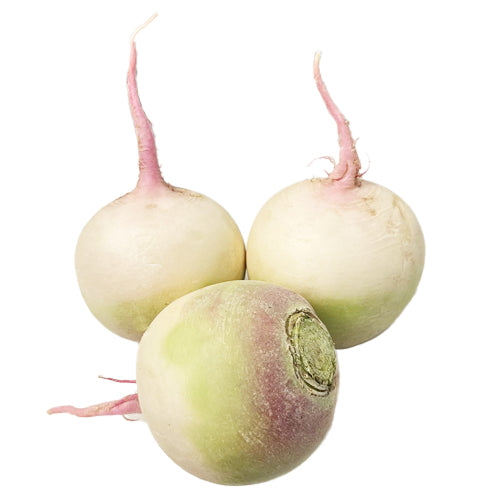 Watermelon Purple Radish