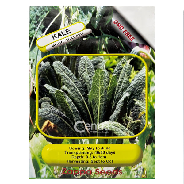 Kale Blue Scotch Seeds