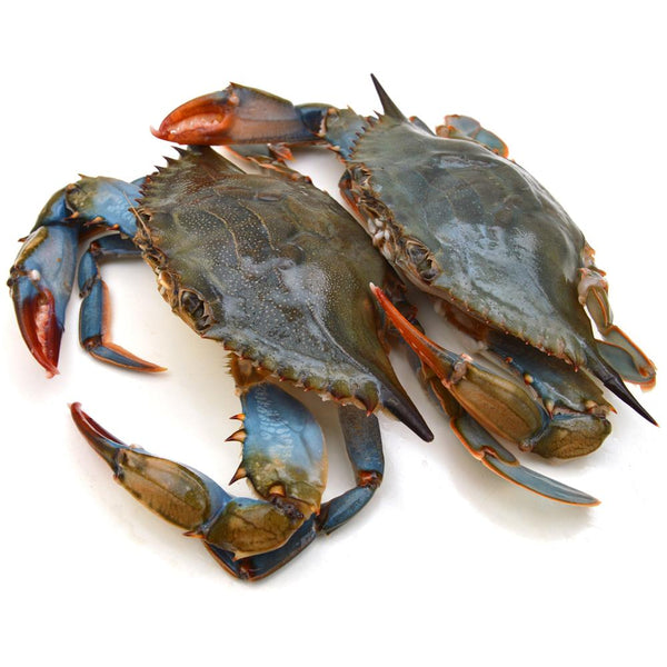 Blue Crab
