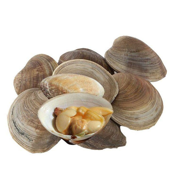 Cherry Stone Clam